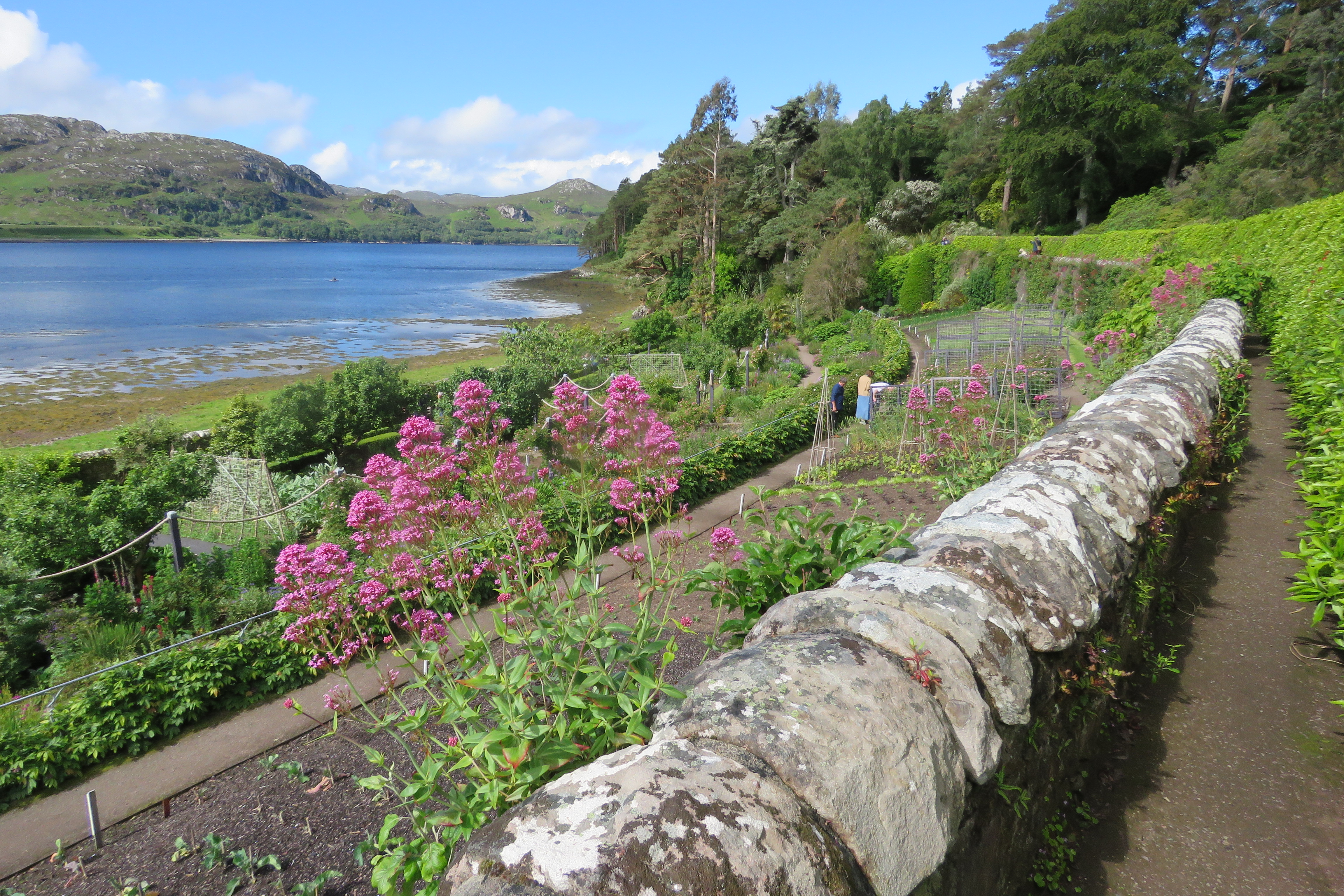 A scenic garden view at Inverewe, with stone walls, blooming pink flowers, and neatly arranged garden plots. The path winds through lush greenery beside a blue loch, with hills and trees in the background under a bright sky.